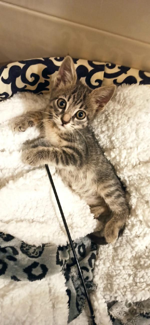 YUKI – cucciolina coraggiosa cerca casa Foto 2